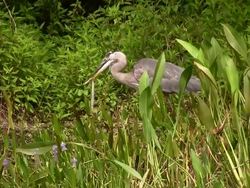 Heron Eating a Snake Stock Footage
