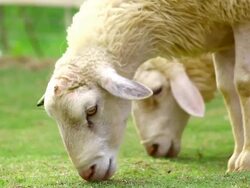 sheep eating grass Stock Footage