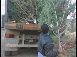 Israel - Distribution of Christmas trees News Clip