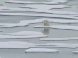 Polar Bear walking across Arctic Ice Floes News Clip
