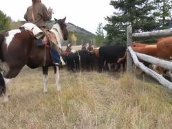 Old West Cattle Roundup Stock Footage