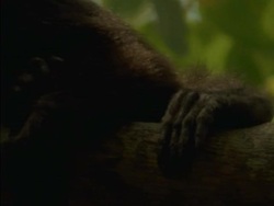 CU Pan left, Howler monkey resting in tree, Panama Stock Footage