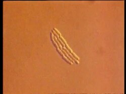 CU microscopic view of Bacteria E coli multiplying, time lapse Stock Footage