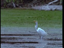 MS Great egret hunting and catching fish, South America Stock Footage