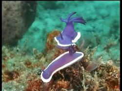 CU and MS two Sea Slugs, H. bullocki, on coral with Goby fish, courtship display, Mabul, Borneo, Malaysia Stock Footage