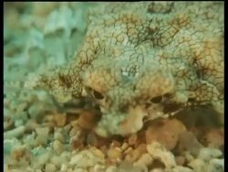 CU Sea Moth, zoom out to pair of Sea Moths feeding, Kapalai, Borneo, Malaysia Stock Footage