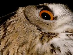 ECU Shot of European Eagle Owl, asio otus, Eyes / Calvados, Normandy, France  Stock Footage