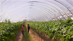 Female farm workers pick strawberries in poly tunnel. Stock Footage