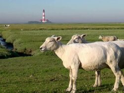MS Shot of sheep's standing on grass field near Westerhever lighthouse, North Frisian Wadden Sea / Westerhever, Schleswig Holstein, Germany Stock Footage