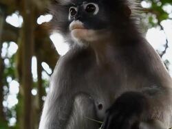 dusky leaf monkey Stock Footage
