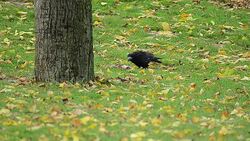 Black jackdaw searching for food Stock Footage