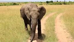 Very Dangerous Condition at Wildlife with Mother and baby elephant Stock Footage