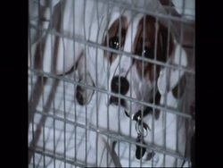 7225A UK: THE DOG SKINS CONTROVERSY News Clip