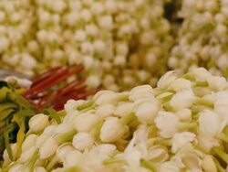 panning : Jasmine flower for respect Stock Footage