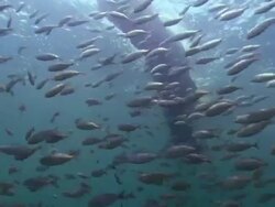 MS Fish swimming under floating tree / Guanacaste, Costa Rica Stock Footage
