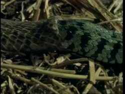 CU Grass snake, Natrix natrix, sloughing skin, United Kingdom Stock Footage
