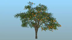 Orange tree blooming Stock Footage