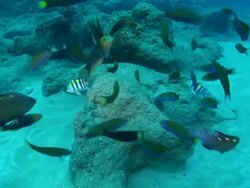 MS Shot of Several damselfish swimming around reef and defending nest or eggs from other fish feeding / Sodwana Bay, KwaZulu Natal, South Africa Stock Footage