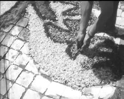 PETAL PICTURES News Clip