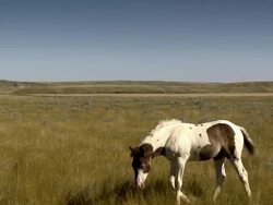 Horses walk in the prairies with a little cliff in the background Stock Footage
