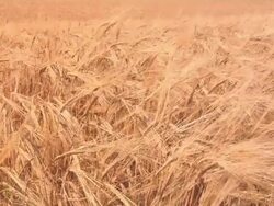 Rye field blowing in the wind. Stock Footage