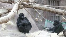 Gorilla born in Prague zoo Instructional Video