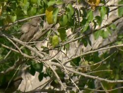 MS Shot of birds perching in tree / Okavango Delta, North-West District, Botswana Stock Footage