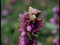 Crab Spider (Thomisus) on Flower, England Stock Footage