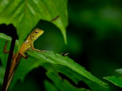 Chameleon Stock Footage