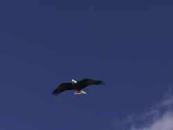 MS TS Bald Eagle gliding overhead with white clouds for landing / Boise, Idaho, United States Stock Footage