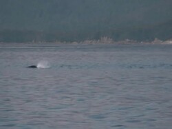 Orca Killer Whales Hunting Sea Lions High Definition HD Video Stock Footage