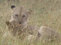 MS ZI lioness licking her cub / Tanzania Stock Footage