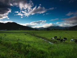 TIME LAPSE: Dairy Cattle under a Summer Sky. Stock Footage