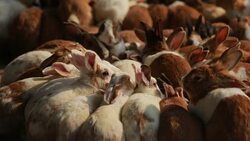 Feeding rabbits on animal farm, Cute rabbit herd while eating in farm Stock Footage