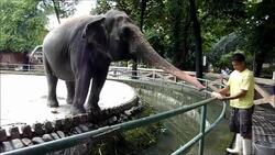 CLEAN : Star elephant courts controversy News Clip