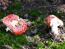 Fly Agaric Mushrooms Stock Footage