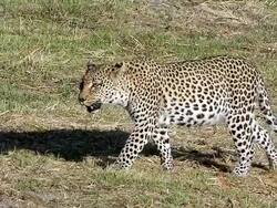 MS SLO MO TS Leopard, panthera pardus walking, Okavango Delta / Moremi Reserve, Botswana, South Africa Stock Footage