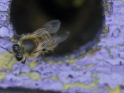 Honey Bees at the entrance beehive Stock Footage