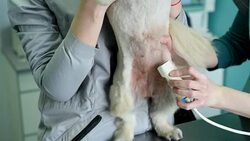 Woman makes dog veterinal ultrasound in the clinic Stock Footage