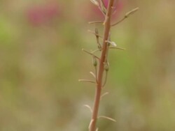 MS TU Shot of Long stalked yellow flowered plant with unopened buds / Namaqualand, Northern Cape, South Africa Stock Footage