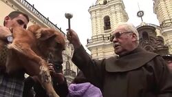 CLEAN : Mass blessing of pets in honor of St Francis in Lima News Clip