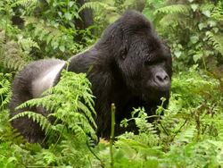 Male gorilla eating Stock Footage