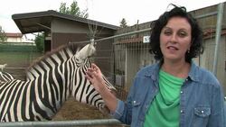 VOICED : Ippo the zonkey wins fans in Italy News Clip