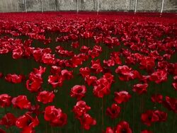 Blood Swept Lands And Seas of Red Poppy Installation Stock Footage