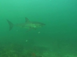 White shark, South Africa, Gansbaai  Stock Footage