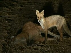 Foxes fighting and scavenging, eating kangaroo, MS, Australia Stock Footage