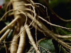 CU PAN Dried Ginseng and Ginseng serving on table covered with Korean alphabet / Geumsan, Chungcheongnamdo, South Korea Stock Footage