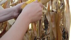 Farmer in Cultivated agricultural Corn Field Stock Footage