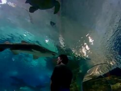 MS LA View of inside aquarium tunnel with sharks swimming above visitors heads / Minneapolis mall of America, Minnesota, United States Stock Footage