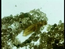 Flea hatching, archive, CU Stock Footage